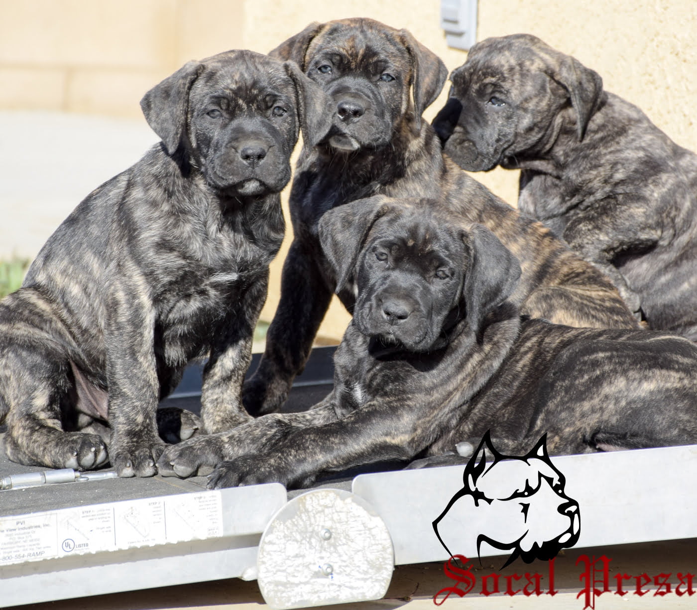 Presa Canario Puppies for Sale in California • SoCalPresa