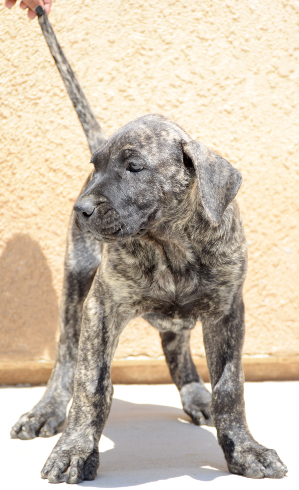 Presa Canario Puppies 10 Weeks Old for sale in California