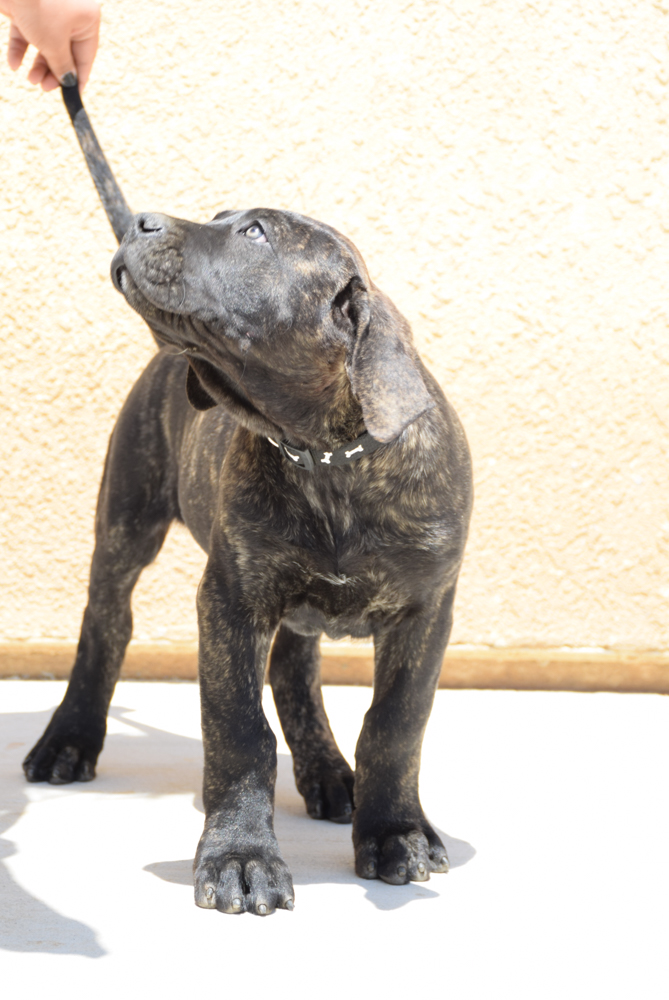 Presa Canario Puppies 10 Weeks Old for sale in California