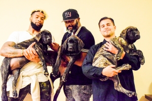 Pick of Litter Presa Canario
