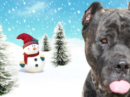 Presa Canario Dog