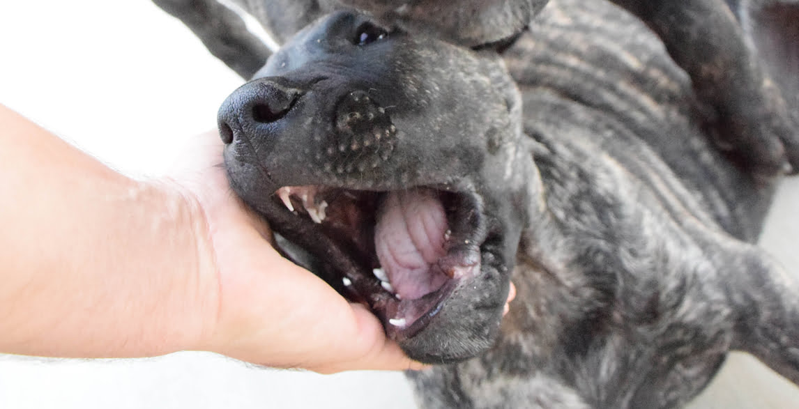 best dry dog food for presa canario