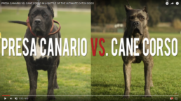 Presa Canario vs. Cane