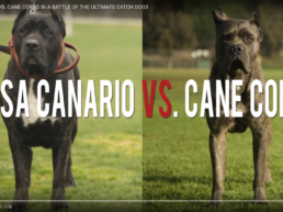 Presa Canario vs. Cane