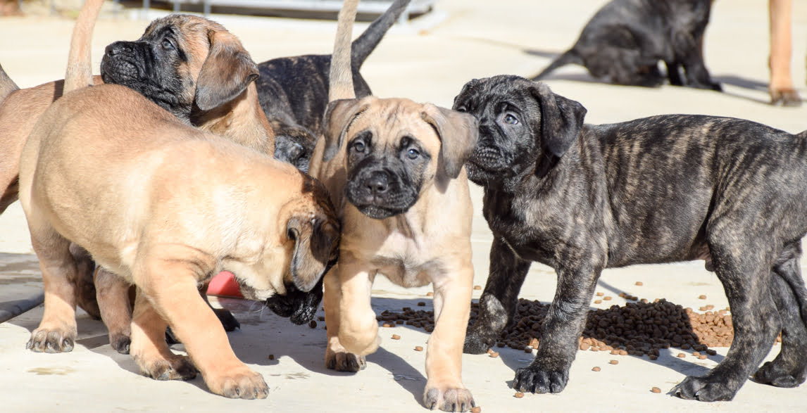 how much do perro de presa canario puppies cost