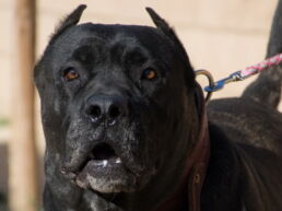 Presa Canario