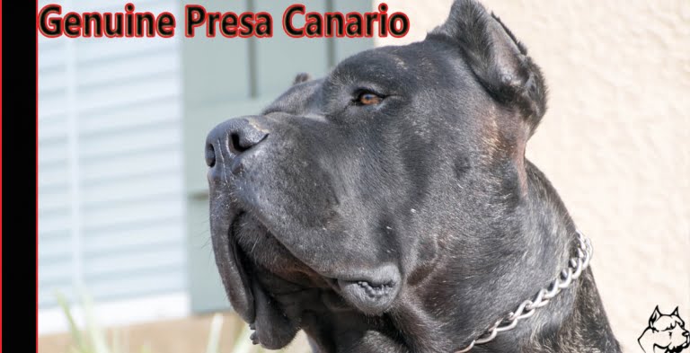 Genuine Presa Canario
