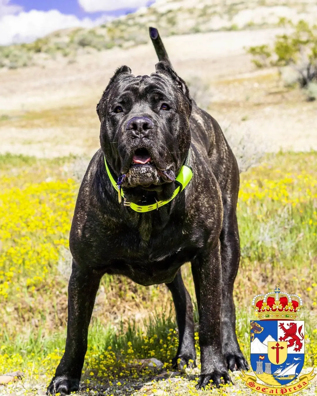 Bane x Negra Presa Canario Puppy Litter – SoCalPresa: Top-Rated