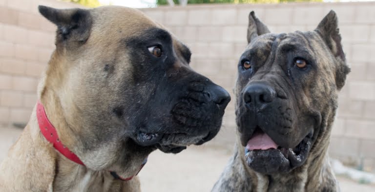 The Original Breed Standard For The Perro De Presa Canario – Socalpresa 