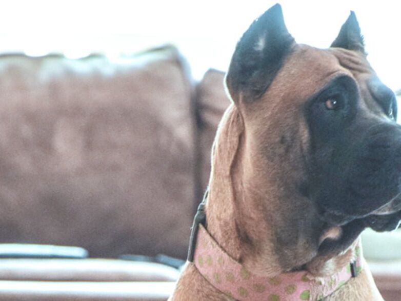 Red Fawn Presa Canario