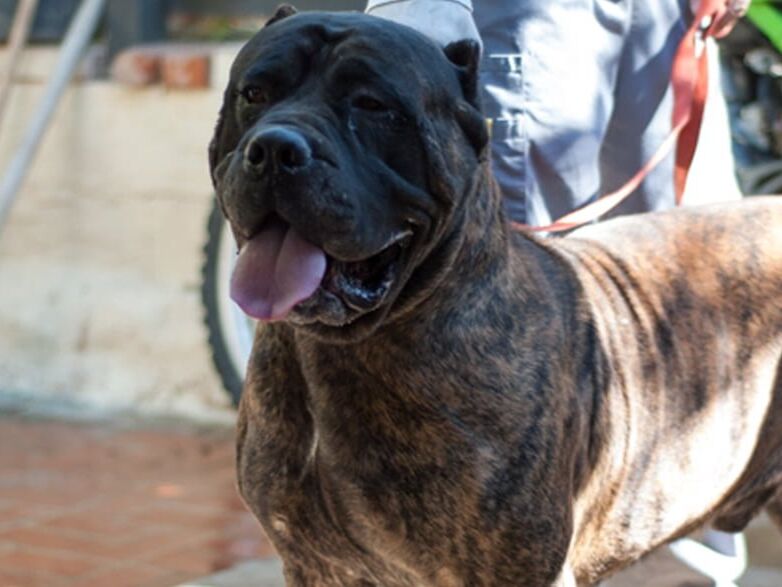 Red Brindle Presa Canario