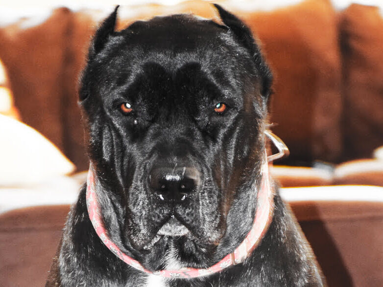 Black Brindle Presa Canario