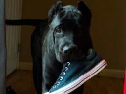 Puppy Supplementation Guide