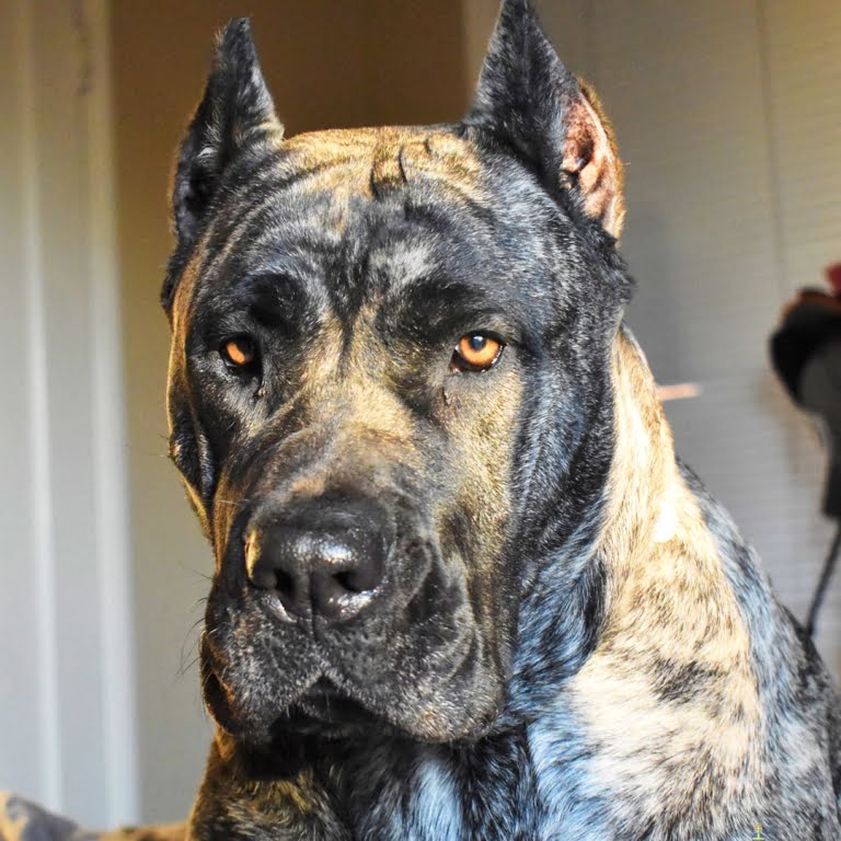 SoCal Presa Queen Hash Thumbnail - Presa Canario Puppies - SoCalPresa