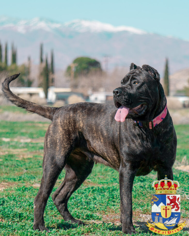 Presa Canario Coat Colors and What They Mean • SoCalPresa: Top-Rated ...