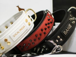 Dog Collars