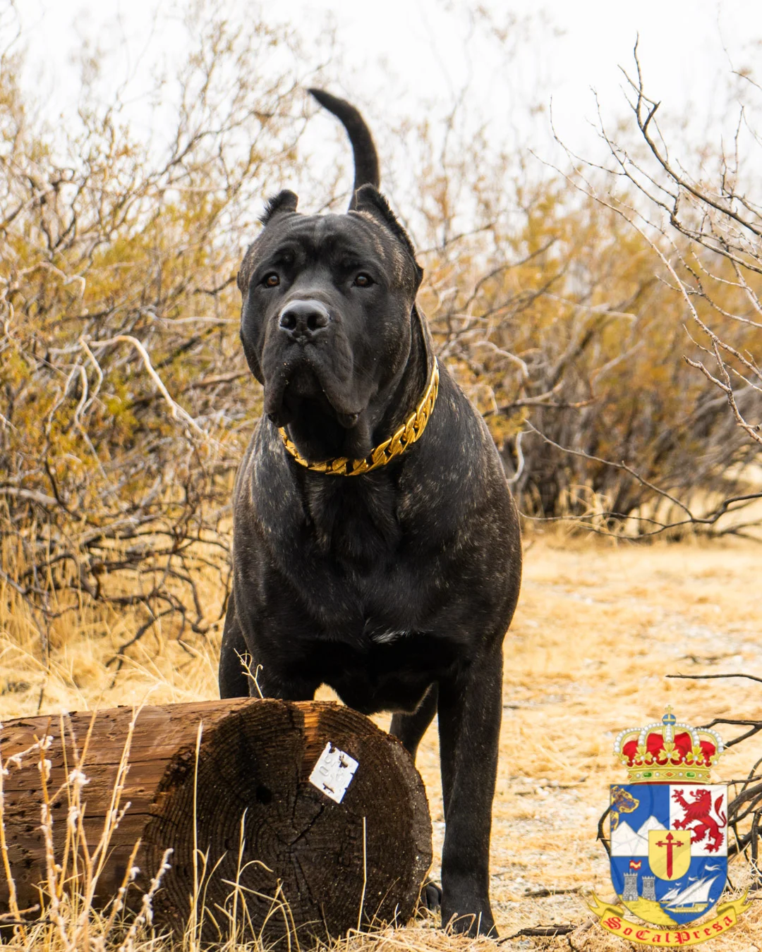 Bane x Tigra Presa Canario Puppy Litter – SoCalPresa: Top-Rated