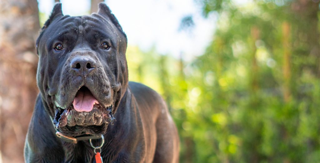 Presa Canario Puppies Archives • SoCalPresa - Presa Canario Breeder