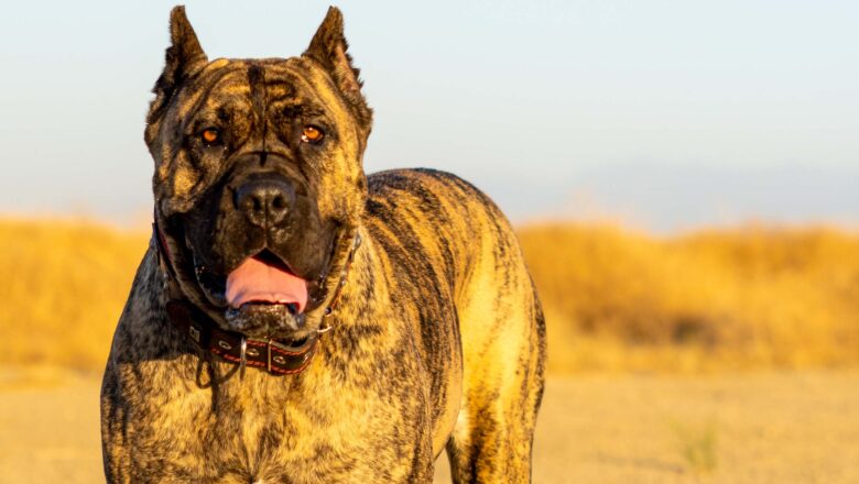 The Presa Canario Enigma: Unlocking The Secrets Of This Powerful Breed 