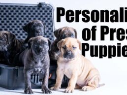 Personalities of Presa Canario
