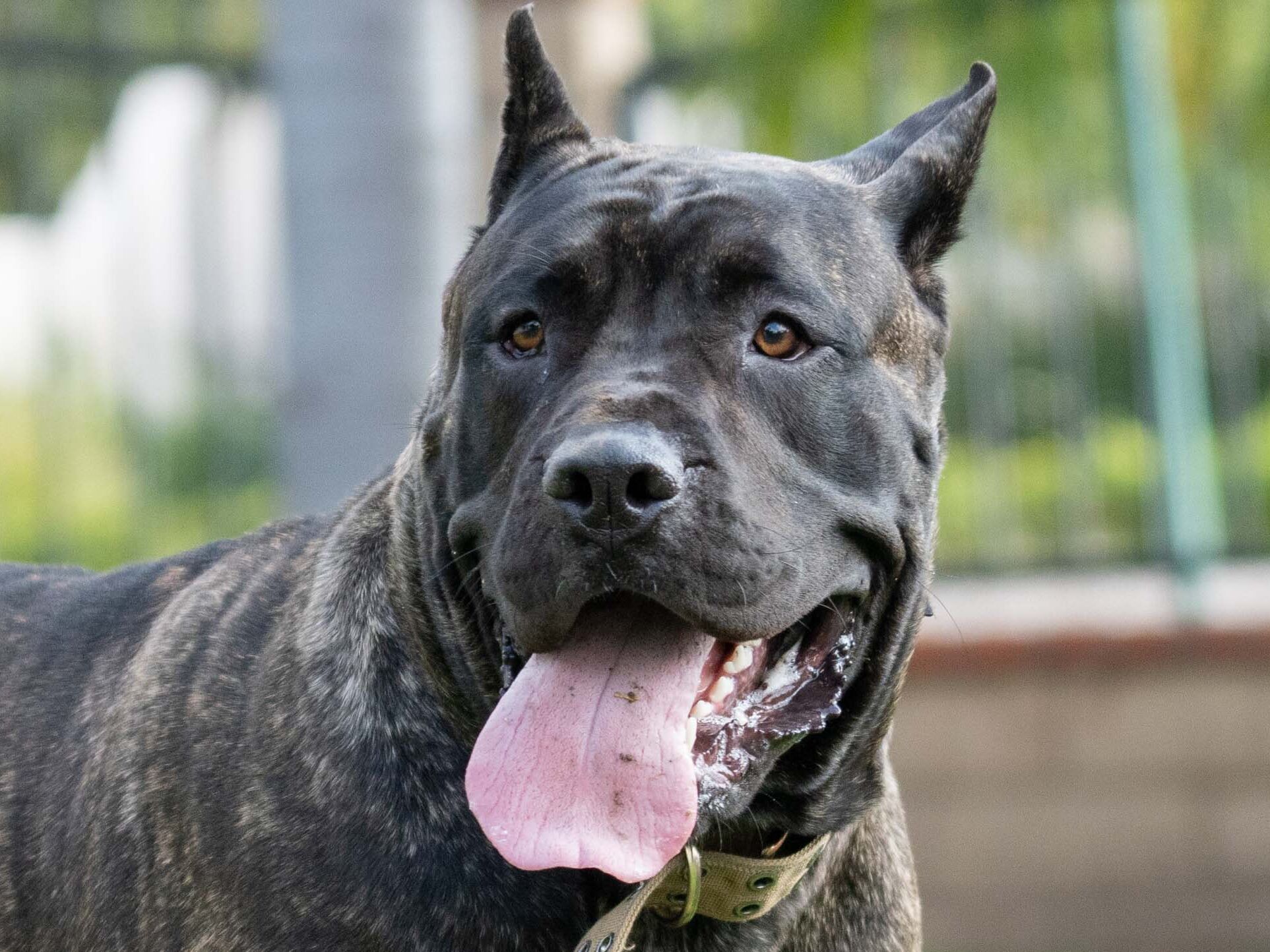 Black Brindle Presa Canario