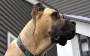 Black Mask Presa Canario