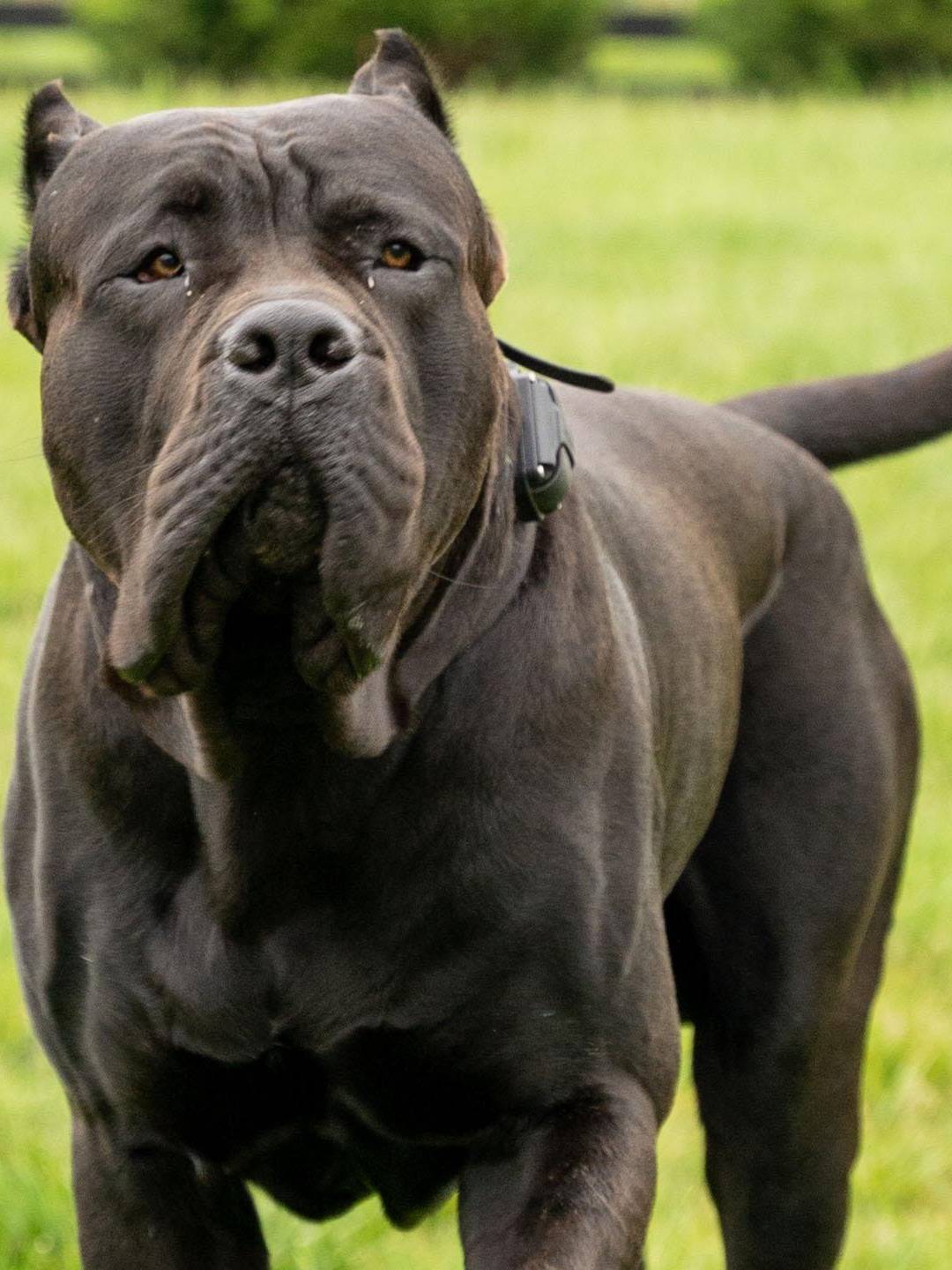 Drago