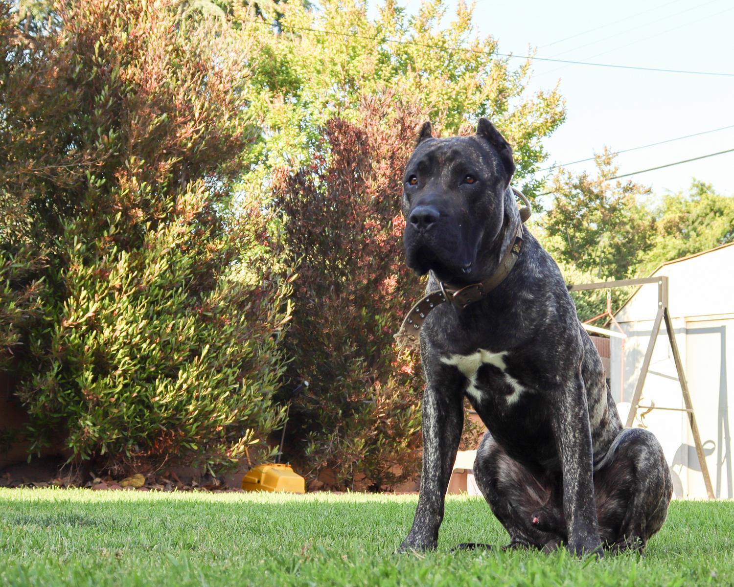 Meet Ludo: Our Impressive Reverse Brindle Presa Canario Male