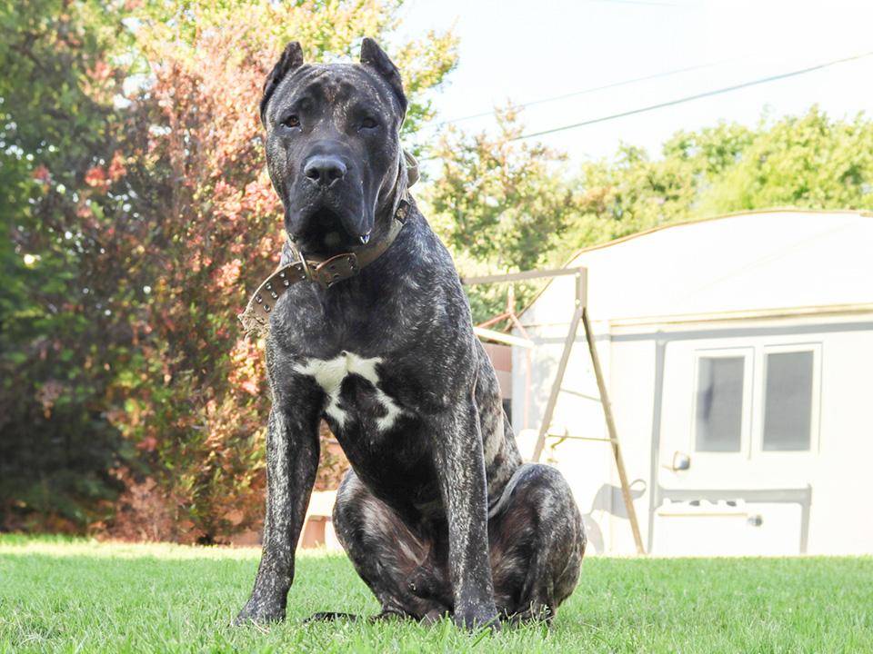 Ludo