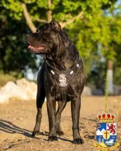 Bane x Tigra Presa Canario Puppy Litter – SoCalPresa: Top-Rated