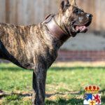 An adorable Presa Canario puppy playfully exploring a New Mexico park, capturing the essence of youthful energy and curiosity.
