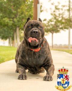 A joyful Perro de Presa Canario playing fetch in a Savannah, Georgia park, with its ears perked and tail wagging