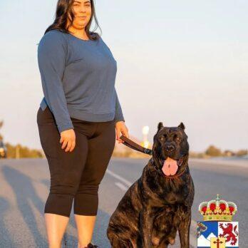 Adult Presa Canario female dog standing proudly next to smiling woman, showcasing the close bond between owner and pet.