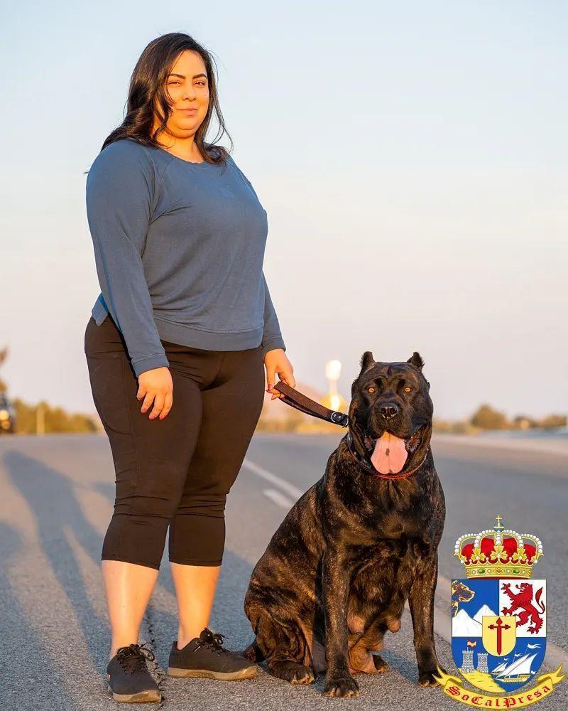 Adult Presa Canario female dog standing proudly next to smiling woman, showcasing the close bond between owner and pet.