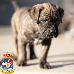 A young Presa Canario puppy exploring its new home during the first month.