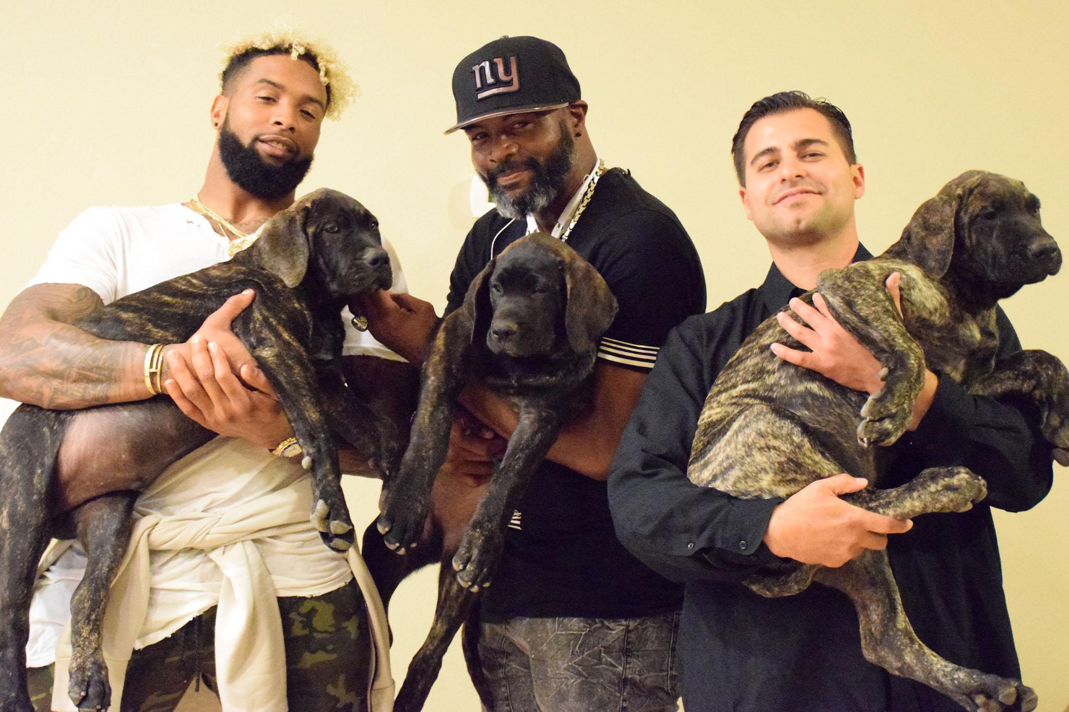 Odell Beckham Jr. and his Presa Canario Dogs