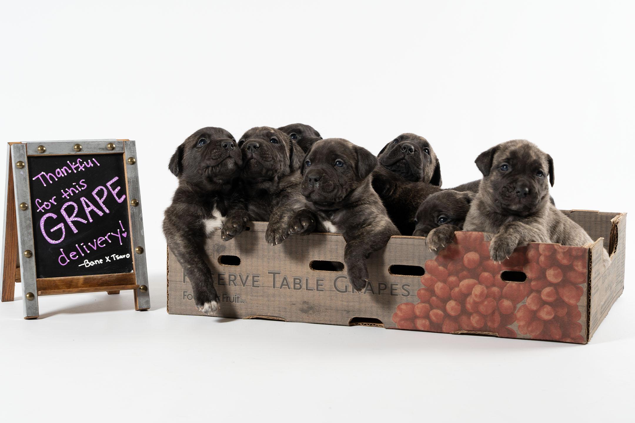 Presa Canario Puppies for Sale