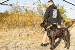 Presa Canario watching your back