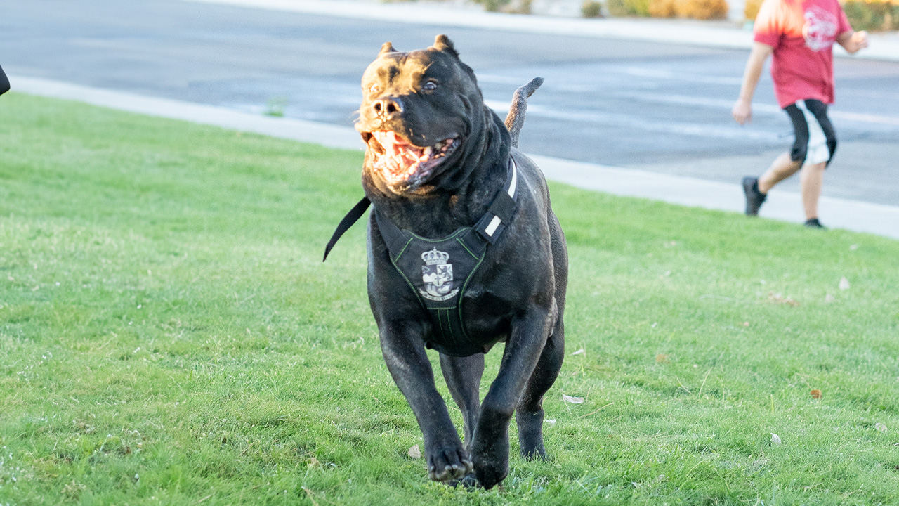 Perro de Presa Canario: A Majestic Guardian in Louisiana