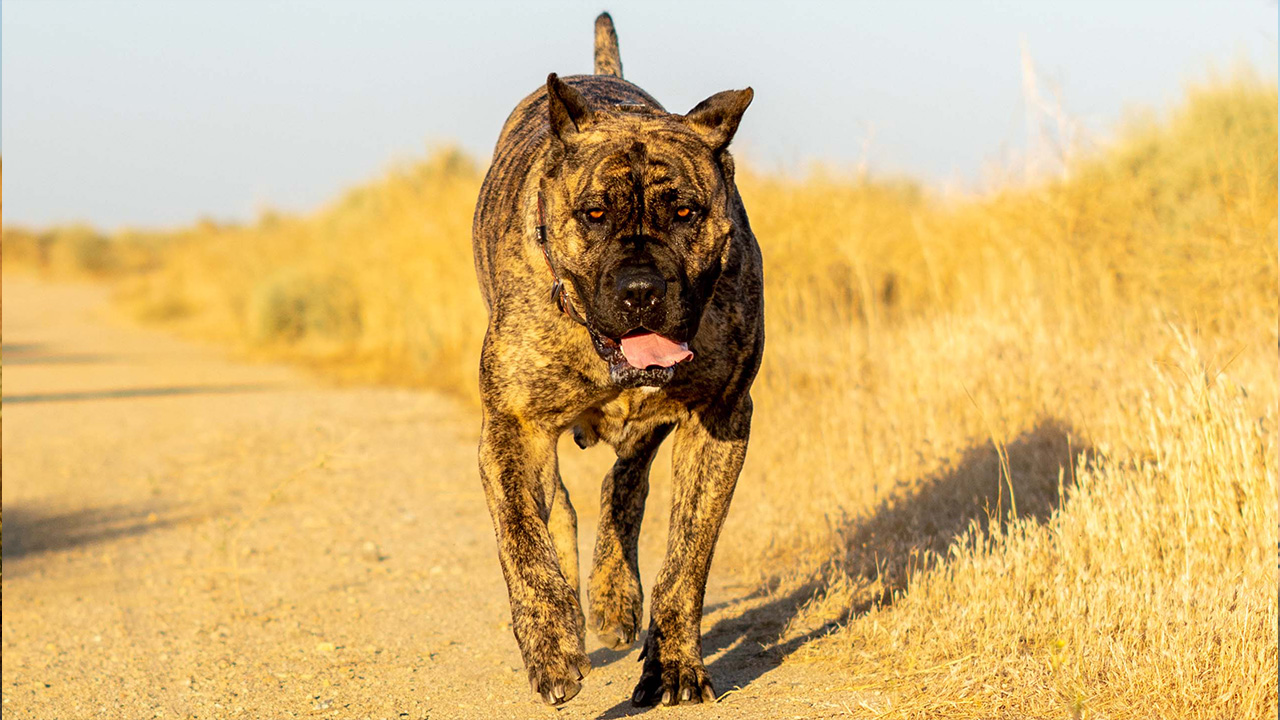 A commanding Perro de Presa Canario poised against the breathtaking backdrop of Colorado’s Rocky Mountains, embodying rugged elegance in a serene wilderness setting.