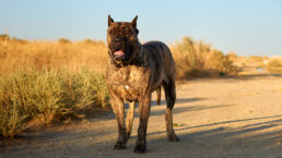 A robust Perro de Presa Canario exuding a gentle demeanor, stands amid the verdant expanses of North Carolina, showcasing the harmonious coalescence of strength and natural beauty