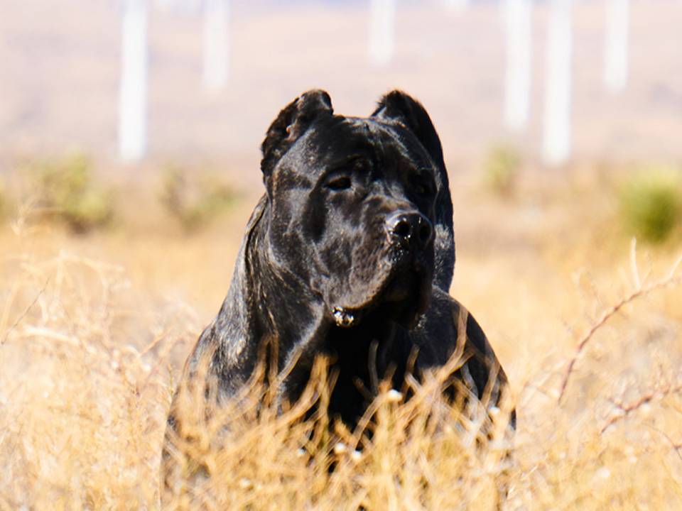 A resilient Perro de Presa Canario showcasing its majestic stance against Oklahoma's vibrant sunset, epitomizing the breed's noble spirit