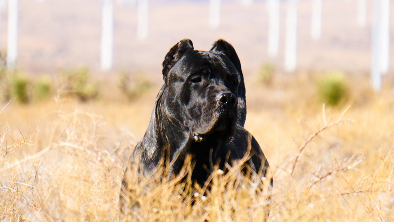 A resilient Perro de Presa Canario showcasing its majestic stance against Oklahoma's vibrant sunset, epitomizing the breed's noble spirit