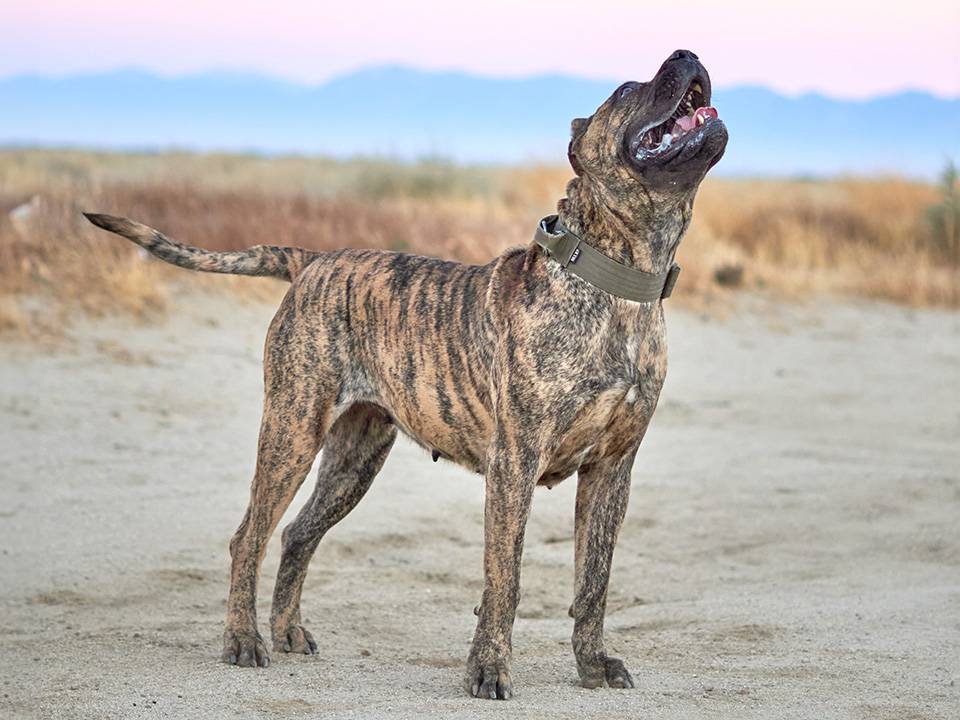 Perro de Presa Canario in South Carolina