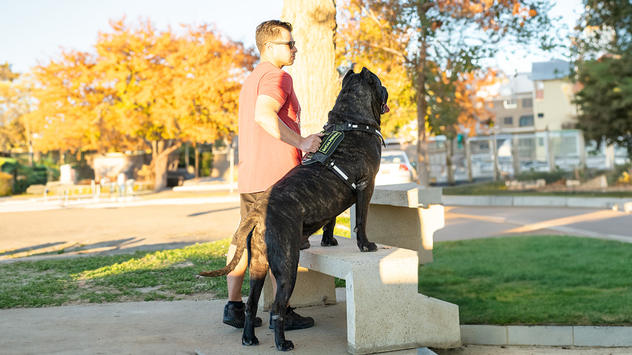 Perro de Presa Canario in Texas