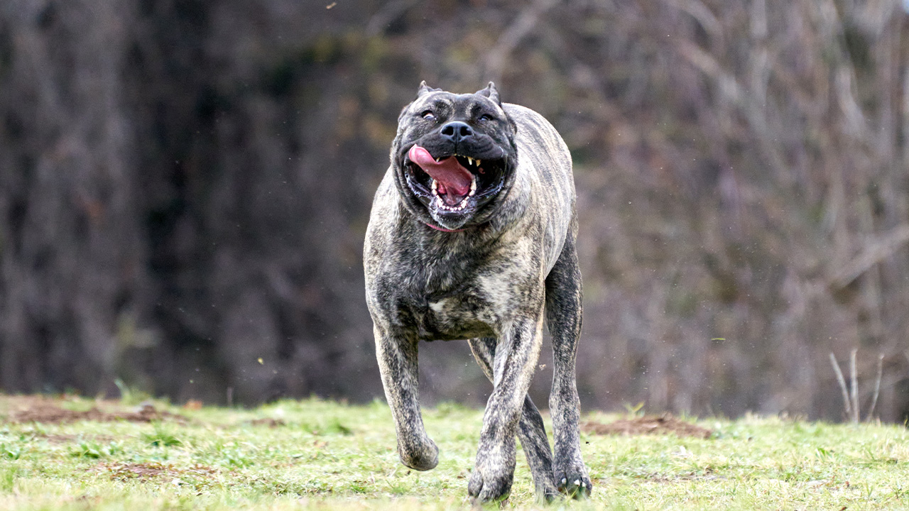 Perro de Presa Canario in Utah: Elevate Your Life • SoCalPresa: Top ...