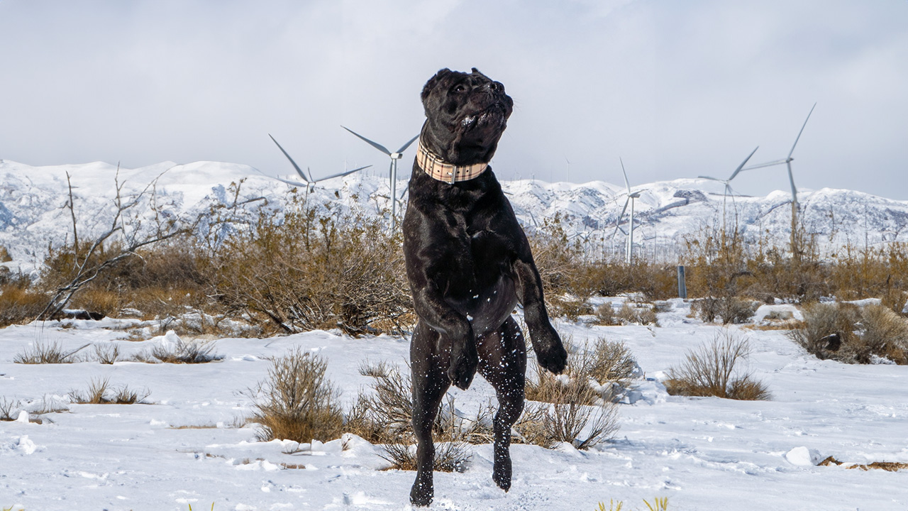 Canada's Finest: Elite Perro de Presa Canario Puppies for Sale by ...