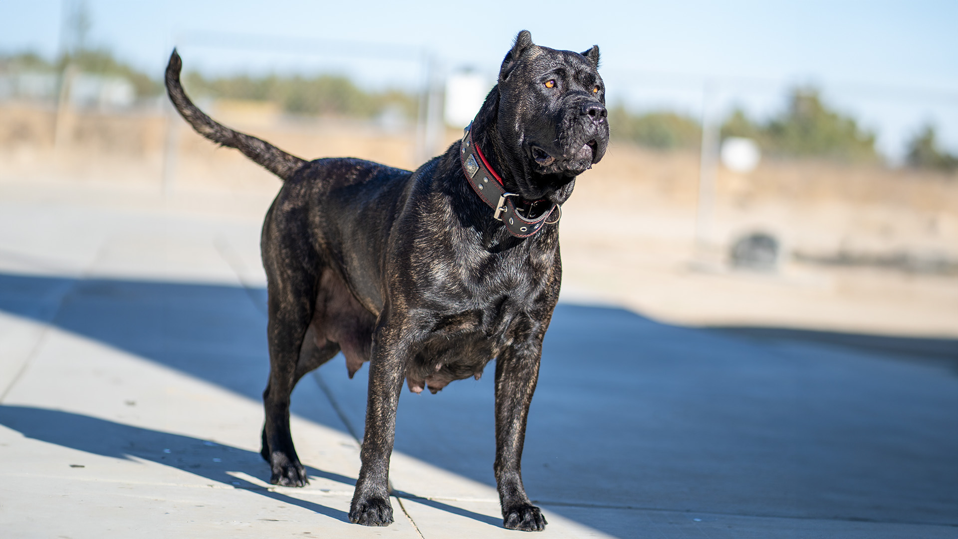 Top-Quality Perro de Presa Canario Puppies for Sale in Ohio