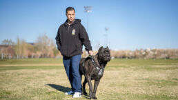 A Presa Canario wearing a training vest stands attentively next to its handler at a park, illustrating the breed's focused and responsive behavior.