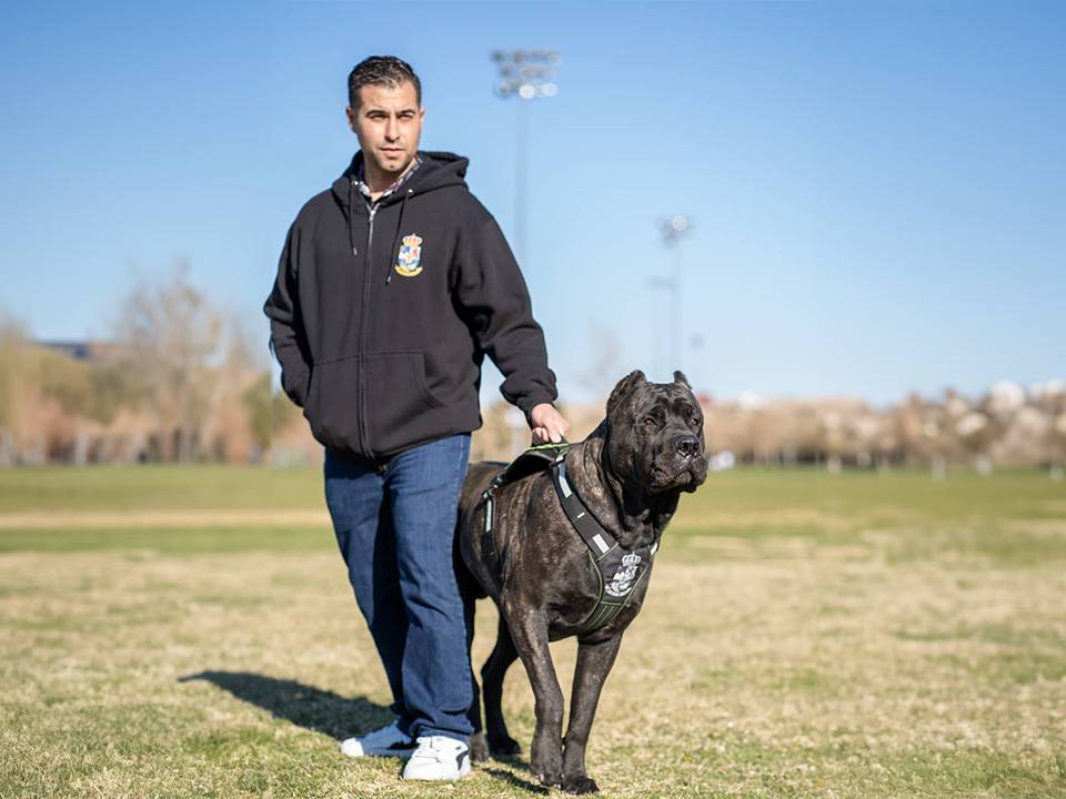 A Presa Canario wearing a training vest stands attentively next to its handler at a park, illustrating the breed's focused and responsive behavior.